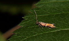Enchrysa dissectella
