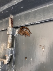 Afrogecko porphyreus