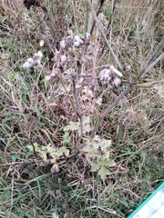 Heracleum sphondylium