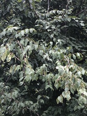 Prunus pensylvanica