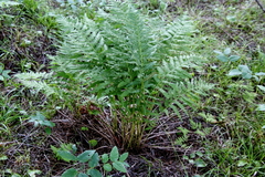 Athyrium angustum