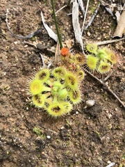 Drosera glanduligera