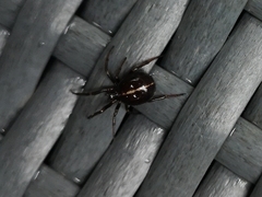 Steatoda bipunctata