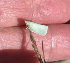 Flatidae
