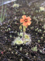 Drosera glanduligera