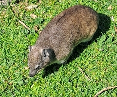 Procavia capensis capensis