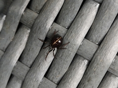 Steatoda bipunctata