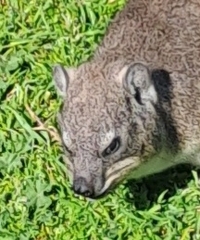 Procavia capensis capensis