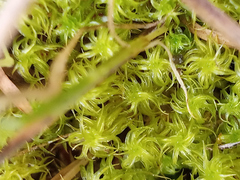 Leptodontium paradoxum