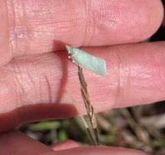 Flatidae