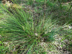 Xanthorrhoea minor lutea