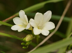 Freesia