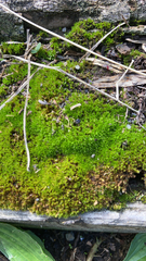 Bryopsida