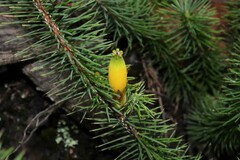 Stenanthera pinifolia