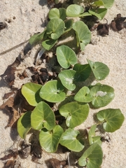 Calystegia soldanella