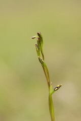 Diuris pardina