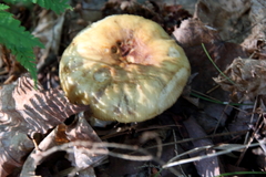 Lactarius pubescens