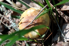 Lactarius pubescens