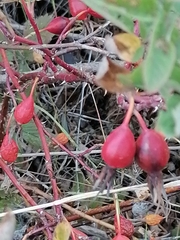 Rosa majalis