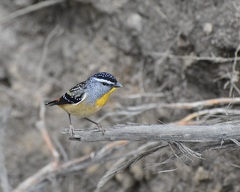 Pardalotus punctatus
