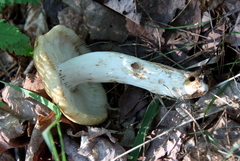 Lactarius pubescens