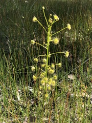 Drosera stricticaulis