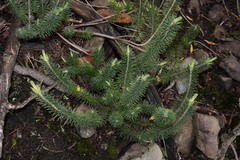 Stenanthera pinifolia