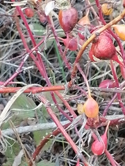 Rosa majalis