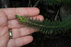 Stenanthera pinifolia