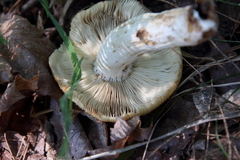 Lactarius pubescens