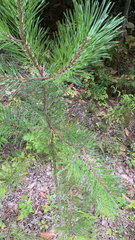 Pinus