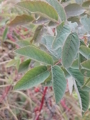 Rosa majalis