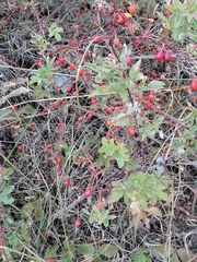 Rosa majalis