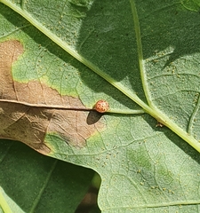 Neuroterus anthracinus