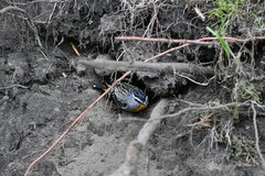 Pardalotus punctatus