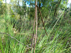 Xanthorrhoea minor lutea