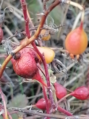 Rosa majalis