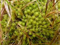 Leptodontium paradoxum