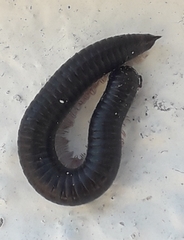 Ommatoiulus moreleti