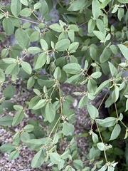 Croton monanthogynus