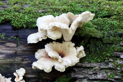 Pleurocybella porrigens