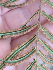 Pteris vittata