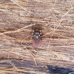 Reduviidae