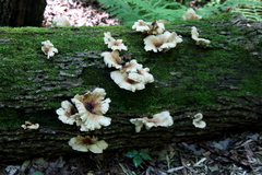 Pleurocybella porrigens