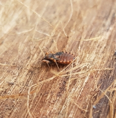 Reduviidae