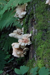 Pleurocybella porrigens