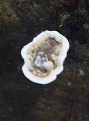 Gloeoporus dichrous