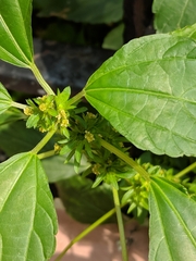Magnoliopsida