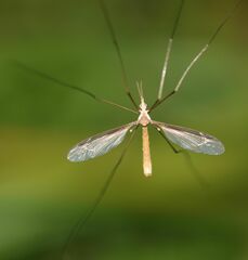 Tipula oleracea