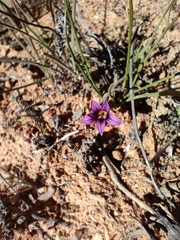 Romulea kamisensis
